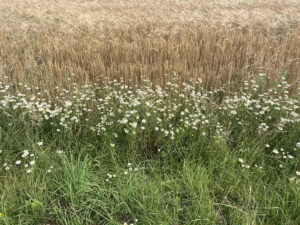 Walking Landscapes Sofie Frydenrejn Johansen