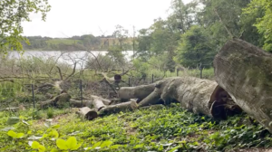 Elke Mark Walking Landscapes