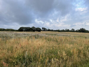 Jeppe sand Walking Landscapes
