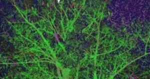 Astrid Kjær Performing Landscapes