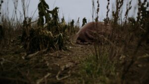 Katinka Fogh Vindelev